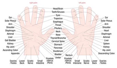 Wall Mural - Hand reflexology zone massage chart with areas and names of the corresponding internal organs and body parts - skin color - vector illustration on white background.