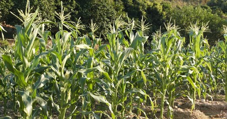 Sticker - Corn plant field