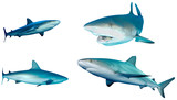 Fototapeta Dziecięca - Sharks collection. Caribbean Reef Sharks isolated white background