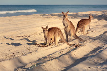 Kangaroos On The Beach