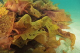 Detail of decomposing frond of brown algae on white coarse sand.
