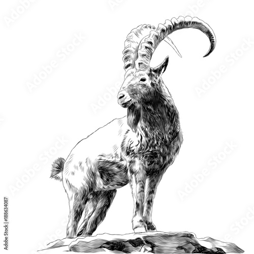 Mountain Goat Standing On Rocks And Looking In The Direction Of Sketch Vector Graphics Monochrome Drawing Buy This Stock Vector And Explore Similar Vectors At Adobe Stock Adobe Stock