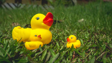 Yellow Rubber Duck And The Duckling In The Garden With Green Grass As The Background. Nurturance And Parenting Concept