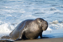 Male Elephant Seal On A Beach Looking Towards Viewers Right. Elephant Seals Take Their Name From The Large Proboscis Of The Adult Male (bull), Which Resembles An Elephant