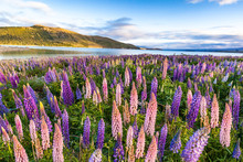 Lupins Field In Lake Tekapo, New Zealand