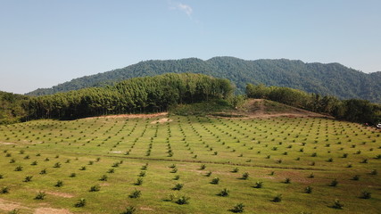 Wall Mural - Oil palm plantations