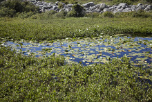 Small Pond With Water Lilies On A Rocky Island