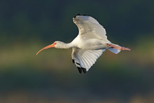 White Ibis In Flight - Merritt Island, Florida