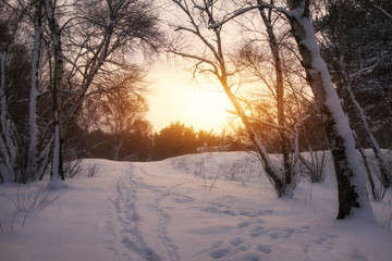 Beautiful winter landscape with fir-trees and sun. Footprints in the snow.