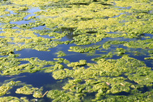 Green Water Alga