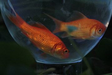 Poisson rouge dans bocal de verre lors d'un mariage