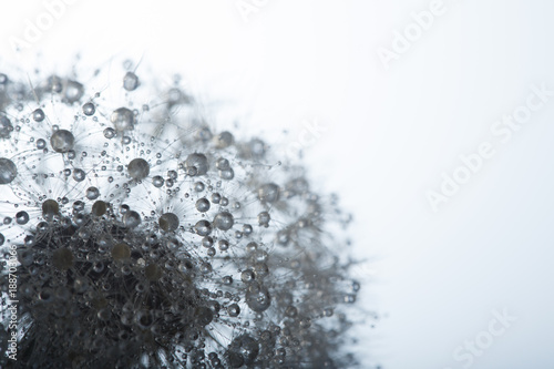 Dandelion in the dew drops on white background, macro. Place for text. Nature...