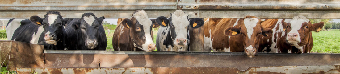 cows standing in a row