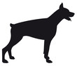 Doberman - Vector black dog silhouette isolated