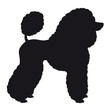 Poodle dog -  Vector black dog silhouette isolated
