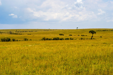 Wall Mural - Storm on the savannah and hills of Maasai Mara Park in North West Kenya