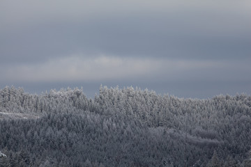 Sticker - Forest, Slovakia