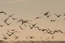 Seagulls Flying Among On The Sky In Evening Time