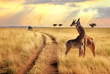 Fototapeta Fototapety ze zwierzętami  - Group of giraffes in the Serengeti National Park on a sunset background with rays of sunlight. African safari.