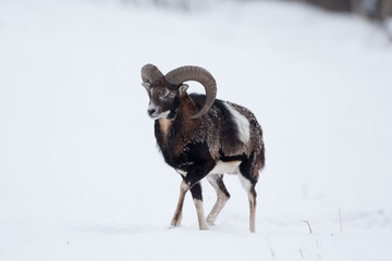 Sticker - mouflon, ovis orientalis orientalis, Czech republic