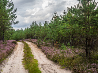 Road and forest