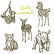 Set of baby animals. Wild. Monkey, zebra, deer, tiger and rhino. Vintage. Engraving style. Vector illustration.