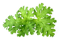Fresh Rose Geranium Leaves Isolated On White