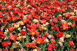 Tulipany 2