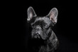 Black French Bulldog with close eyes on the black background