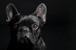 Black French Bulldog gazing sadly on the black background
