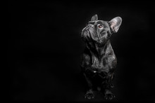 Black French Bulldog Looking Up, Begging On The Black Background