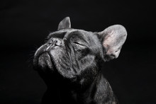 Black French Bulldog With Close Eyes