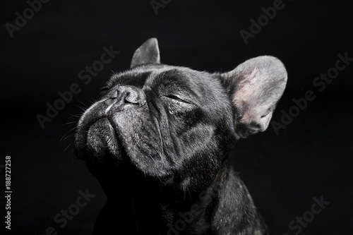 Fotografía Black French Bulldog with close eyes