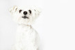 Studio portrait of Maltese dog, isolated on white background