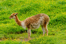 Vicuña (Vicugna Vicugna), Smallest Member Of The Camel Family