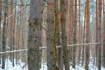 Wall Mural - spruce branch is bent