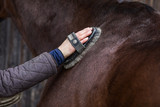 Fototapeta  - grooming horse body