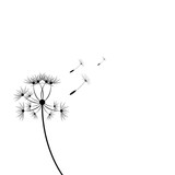 Fototapeta Dmuchawce - black silhouette with flying dandelion buds on a white background