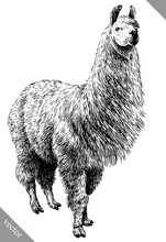 Black And White Engrave Isolated Lama Vector Illustration