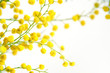Mimosa (silver wattle) flowers branch isolated on white background
