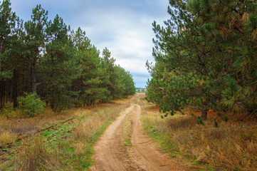 Wall Mural - dirt road in autumn forest