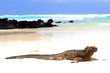 © brunohbh44 - Iguane marin des Galapagos