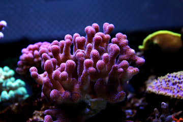 Poster - Large stony coral - Stylophora sp.