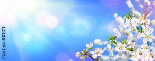 Spring Blooming - Sunlight On Almond Blooms