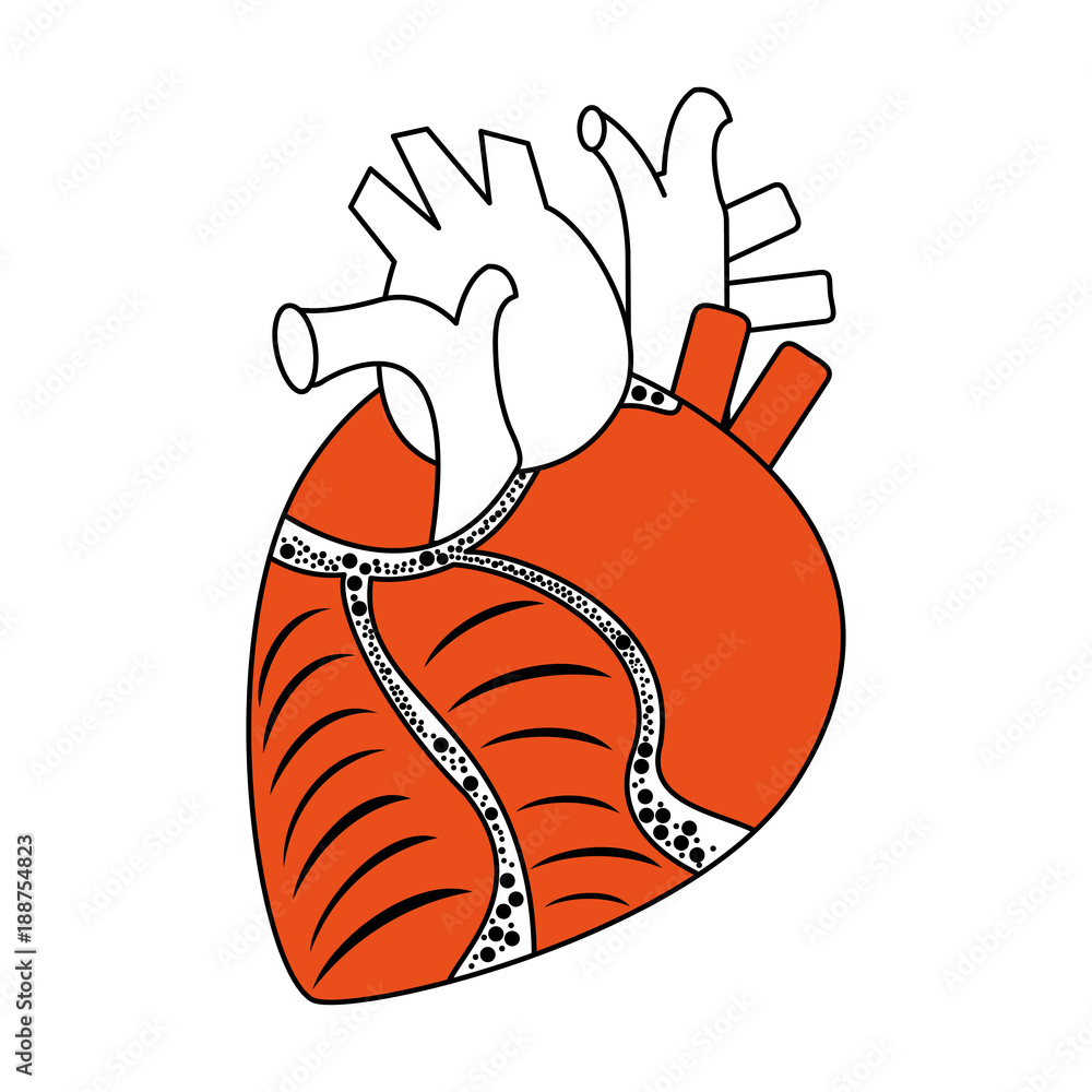 Human heart organ icon vector illustration graphic design Stock Vector ...