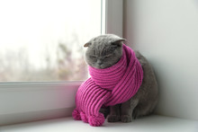 Cat Of Scottish British Breed Wrapped In A Warm Scarf Looking Out The Window At The Snow