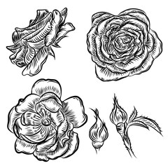 Wall Mural - Rose hand drawing set, spring buds. Black rose with leaf and design elements Flowers collection. Vector.