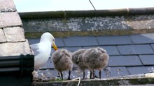 Adult & Baby European Herring Gull Chicks; Seagulls On Roof; Scarborough Rooftop
