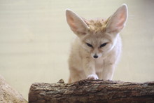 Fennec Fox / Small Mammal Animal