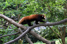 木の幹を渡るレッサーパンダ